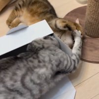 マンチカンの顔にパンチをするスコティッシュフォールド