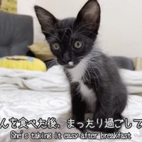 お座りする子猫