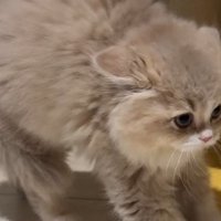 威嚇モードのイヴちゃん