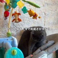 バウンサーに乗っている猫