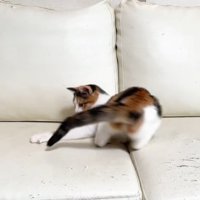 しっぽを追いかける子猫