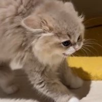 相手を見据えるイヴちゃん