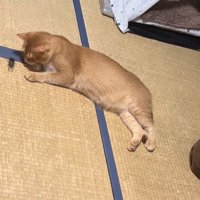 目の前を歩いているセミを見つめる猫