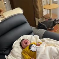 泣いている赤ちゃんと猫たち