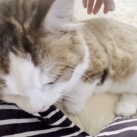 頭頂部のアップ