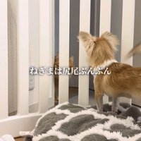 ケージの中で後ろ姿のチワワが尻尾を振っている