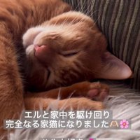 眠る猫