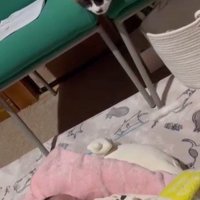 イスに乗って赤ちゃんを見ている猫