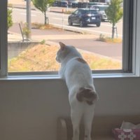 振り返る猫