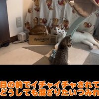 3頭の猫