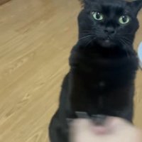 虚無顔の猫