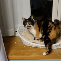 猫ベッドで振り向く猫