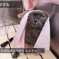 吸水タオル