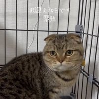 お迎え初日の猫さん