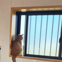 窓の外を見る茶トラ猫