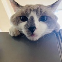 カメラ目線で舌を出す白グレー猫