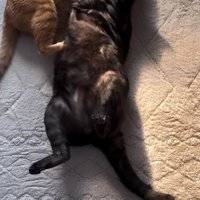 茶トラ猫に抱きしめられる黒猫