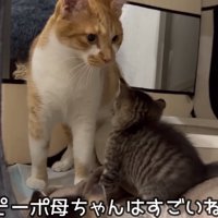 母ちゃんが舐めてる写真