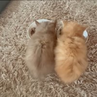 ごはんを食べる2匹の子猫