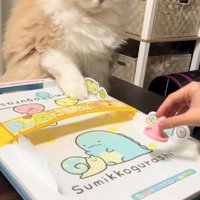 エアホッケーの台に右前足を乗せて前を向いている猫