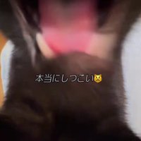 口を開けた猫