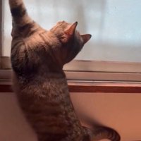 バランスを崩す猫