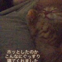 仰向けで寝る子猫