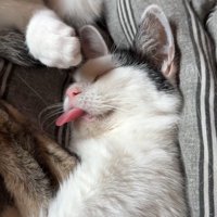 寝る猫