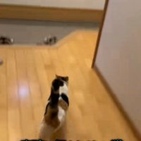 廊下を走るミケ猫