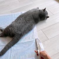 室内にいる猫