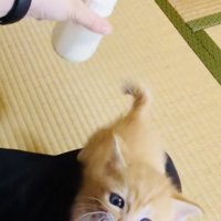 ママが冷ますミルクを追い掛ける赤ちゃん猫