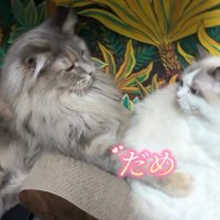 向かい合う2匹の猫
