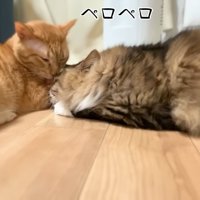 ペロペロ