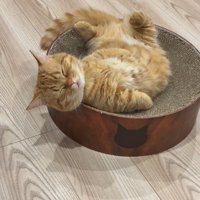 ペット用ベッドの上で仰向けになって眠る猫