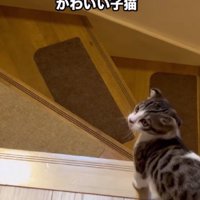 階段の前で止まる子猫