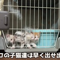 ケージの扉前に並ぶ4匹の子猫