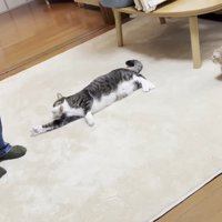 2匹(前足を伸ばした姿)