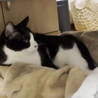 足の間にいる猫