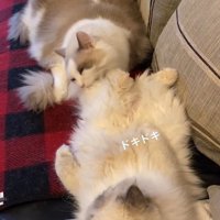 あおむけの猫をグルーミングする猫