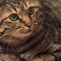 香箱座りをしているキジトラの顔アップ