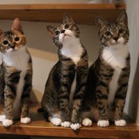 視線をカメラに向ける両端の猫