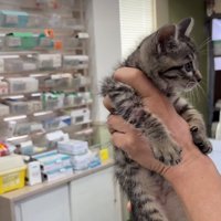 抱き上げられる子猫2