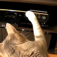 DVDレコーダーにパンチする猫