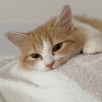 うつ伏せで寝ているマンチカン