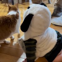 背を向ける猫とそれを眺めるフードをかぶった赤ちゃん