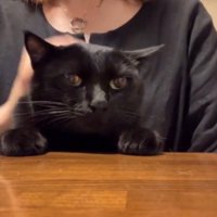 耳を横に倒して、飼い主に撫でられるのを待つ猫