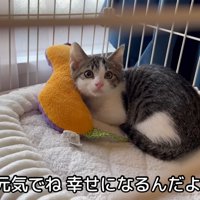 テロップ「元気でね～」