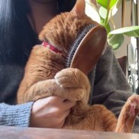 飼い主の膝の上でブラシに右頬をこすりつける猫