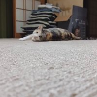 カーペットに寝転がるハチワレ猫