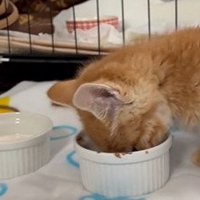 ご飯を食べる子猫